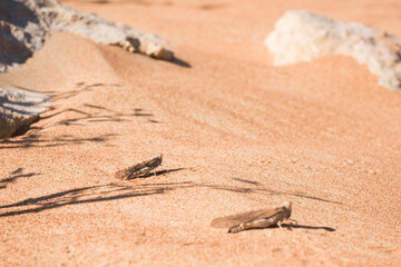 Desert grasshoppers in the desert of the United Arab Emirates, Middle East, wildlife observation