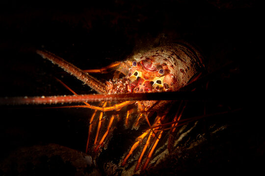 California Spiny Lobster in a crevice in California's Channel Islands