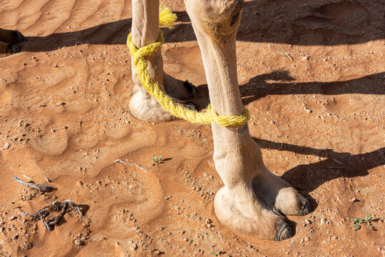 Camel legs been tied with ropes, Camel foot, large leathery pad, United Arab Emirates, Middle East