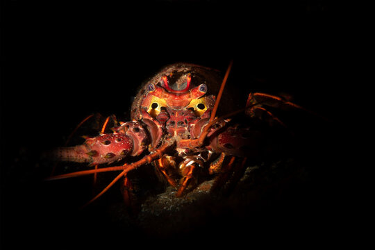 California Spiny Lobster in a crevice in California's Channel Islands