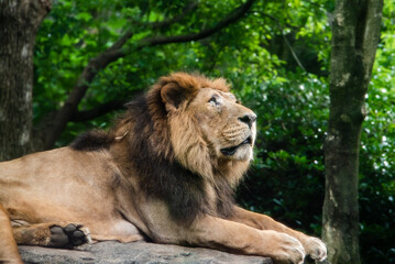 Fototapeta na wymiar 上野動物園　インドライオン