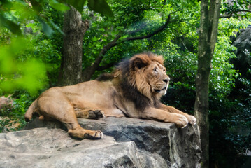 Fototapeta na wymiar 上野動物園　インドライオン