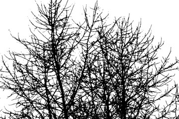 Tree branch silhouette on transparent background