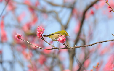 梅の花とメジロ