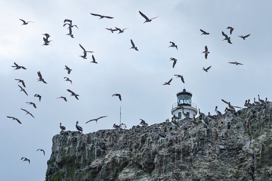 Anacapa Island lighthouse in California surrounded by brown pelicans