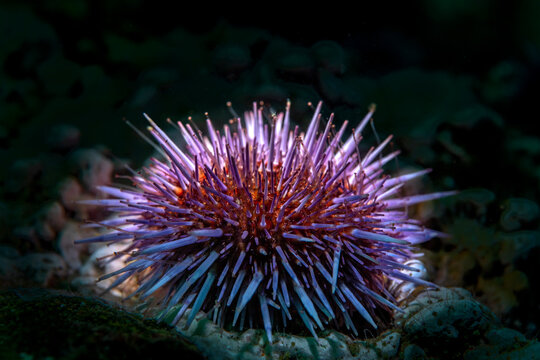 CalifUnderwater photo of a purple sea urchin on a reef in California's Channel Islands. 