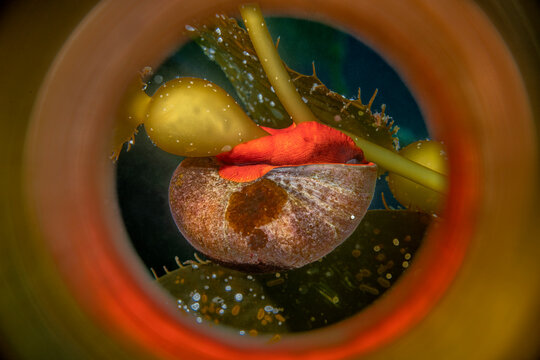 Bright orange Norris Top Snail living amongst kelp in California's Channel Islands
