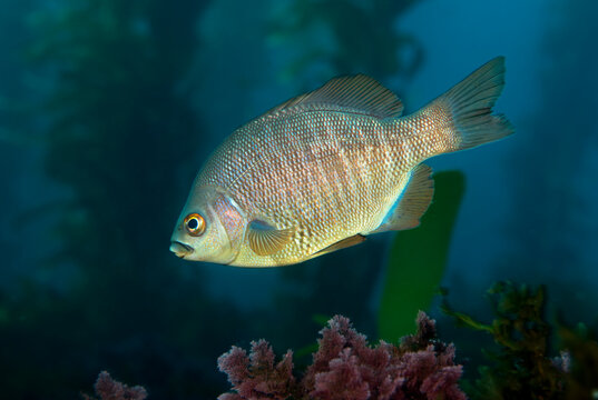 Rare image of a barred surfperch in a shallow area of California's Channel Islands