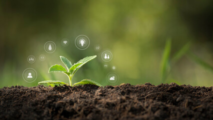 agricultural growth concept It has both the benefits of soil and plants. Including the use of...