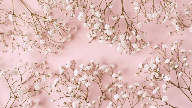 White flowers isolated on a pink revolving table. Extract, aromatic essential oil. Natural cosmetics for hair and skin care. High quality 4k footage