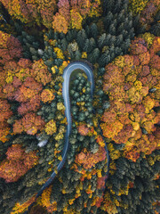 Curvy Road in autumn forest. Top down drone view. Colorful trees from above. 