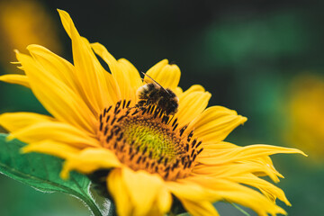 Bumblebee on a sunflower