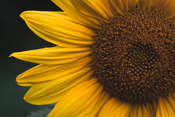 sunflower close up