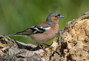 Male Common Chaffinch (fringilla coelebs) posing on dry stump in breeding season