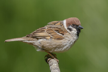 Eurasian tree sparrow (passer montanus) close posing for a clean portrait on simple perch 