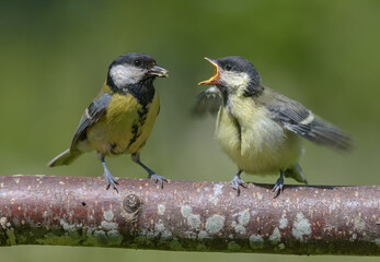 Adult Great tit (parus major) feeding his crying and hungry chick with wide open mouth and wings