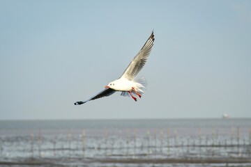seagulls in flight