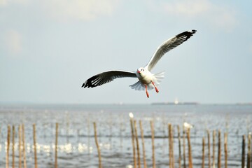 pelican in flight