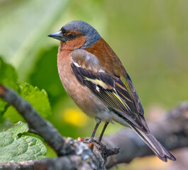 Ckose shot of Male Common Chaffinch (fringilla coelebs) perched on tree branch in high definition