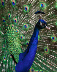 Obraz premium peacock with feathers