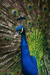 Obraz na płótnie Canvas peacock with feathers