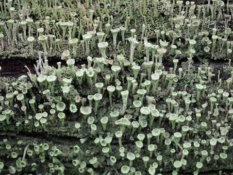 pixie cup lichen scient. name Cladonia asahinae
