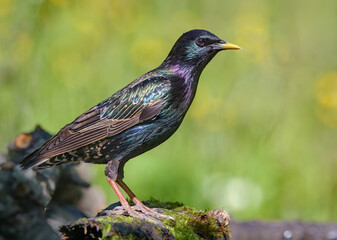 Snining male Common starling (Sturnus vulgaris) looking curiously and posing on mossy stump
