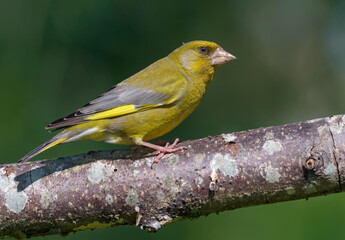 Male European Greenfinch (Chloris chloris) sitting on dry old looking twig with clean green background 