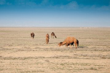 Camels on the way are looking for fresh grass to eat, graze in the steppes, heat, drought, Kazakhstani steppes.