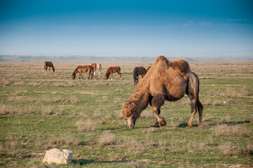 Camels on the way are looking for fresh grass to eat, graze in the steppes, heat, drought, Kazakhstani steppes.