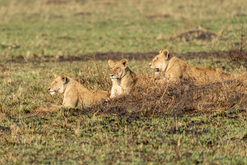 Big lion lying on savannah grass. Landscape with characteristic trees on the plain and hills in the background