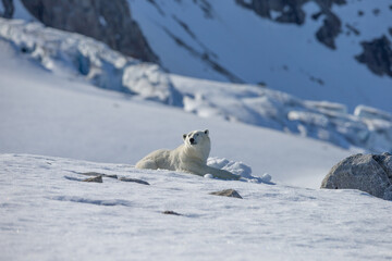 Polar Bear (Ursus maritimus) Spitsbergen North Ocean