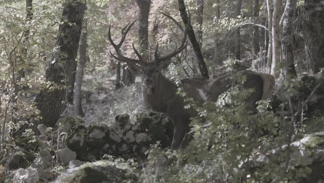 Beautiful male dear in the wild standing in the national park in Italy, Abruzzo
