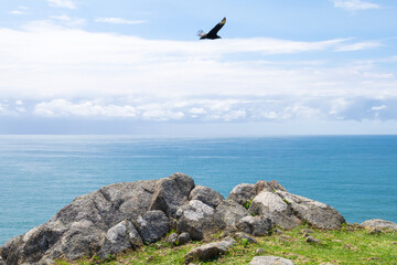 Fototapeta na wymiar bird flying on the beach with horizon above sea seen from top of cliff