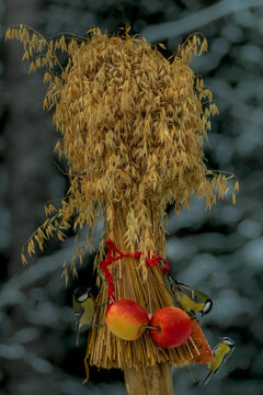 Winter feeding for tits with grains and apples