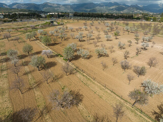 Fototapeta premium Aerial view, almond blossom, plantation with blossoming almond trees, near Son Sardina, Palma region, Mallorca, Balearic Islands, Spain