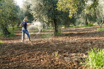 Farmer supplying granulated fertilizer to olive tree, oil plants.  Fertilizing the plantain in the organic vegetable garden. Italy Spain Greece Turkey best oil importers