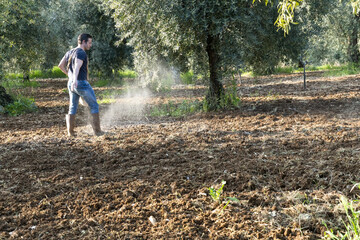 Farmer supplying granulated fertilizer to olive tree, oil plants.  Fertilizing the plantain in the organic vegetable garden. Italy Spain Greece Turkey best oil importers