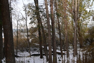 reflection of trees in the water
