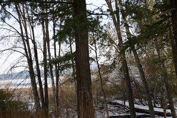 forest in the morning