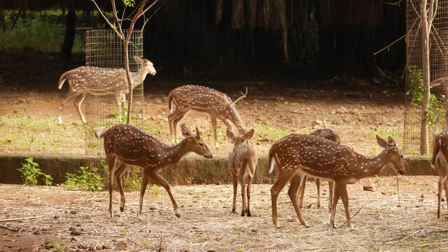 Eight Standing deers in forest
