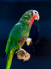 Cuban amazon or rose-throathed parrot in a volier