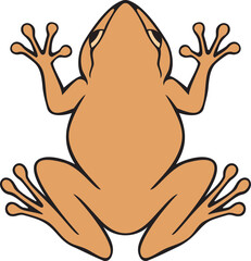 Common Coqui Frog Color. Vector Illustration.