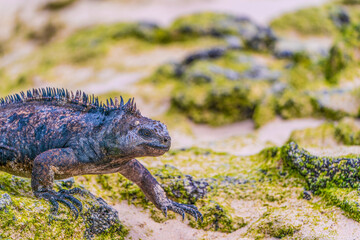 Galapagos marine iguana