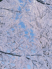 Snow-covered tree branches in hoarfrost. Low angle view of tree branches in snow against blue sky, natural texture