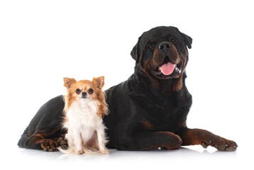 young chihuahua and rottweiler