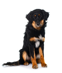 young black hovawart