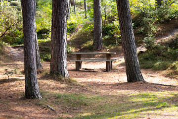 bench in the forest
