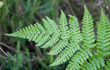 fern leaf in the forest