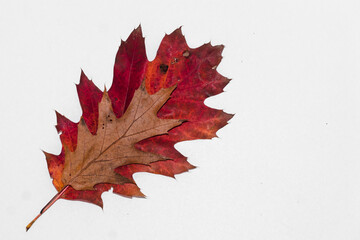 Naklejka na ściany i meble Autumn painting, red oak leaf isolated on white background, different colors. The smaller rests on the larger. Red, orange, brown dry autumn leaves. Botanical educational concept